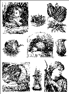 plate 1 images