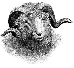 Ram named Don Quixote