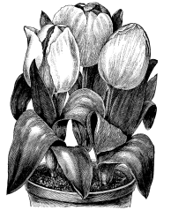 tulips