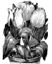 Pottebakker Tulips