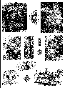 plate 3 images
